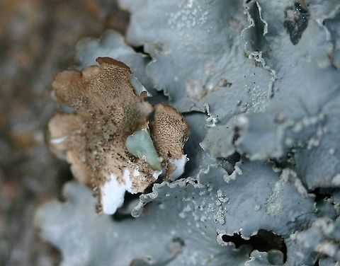 Punctelia subrudecta Punctelia subrudecta on a dead branch of a Jack Pine (Pinus banksiana) about 2 meters above the ground on the south side of the tree. A piece of the lichen has bee turned over to show the underside. Geotagged,Punctelia subrudecta,Spring,United States