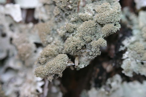 Punctelia rudecta Closeup of Punctelia rudecta isidia. The lichen was growing on the bark of a Tamarack (Larix laricina) about 1 meter above the ground on the north side of the tree in a conifer swamp. Punctelia rudecta,gray lichen,isidia,lichen