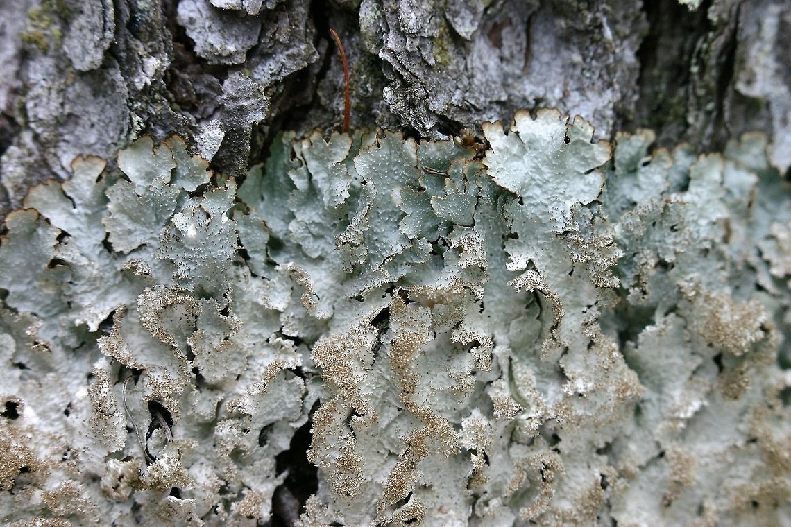 Punctelia rudecta Punctelia rudecta on the bark of a Tamarack (Larix laricina) about 1 meter above the ground on the north side of the tree in a conifer swamp. Pseudocyphellae can be seen on the outer edges of the thallus lobes, isidi towards center of the thallus. Pseudocyphellae,Punctelia rudecta,gray lichen,isidia,lichen,thallus