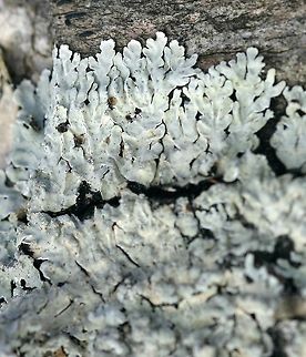 Pyxine sorediata Pyxine sorediata on an old Yellow Birch (Betula allegheniensis) in a conifer swamp. There were several of these lichens growing from less than a meter to over a meter above the ground on the north and east sides of the tree. Betula allegheniensis,Geotagged,Pyxine sorediata,United States,Winter,conifer swamp,gray lichen,lichen,yellow birch