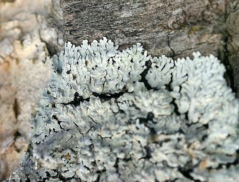 Pyxine sorediata Pyxine sorediata on an old Yellow Birch (Betula allegheniensis) in a conifer swamp. There were several of these lichens growing from less than a meter to over a meter above the ground on the north and east sides of the tree. Betula allegheniensis,Geotagged,Pyxine sorediata,United States,Winter,conifer swamp,gray lichen,lichen,yellow birch