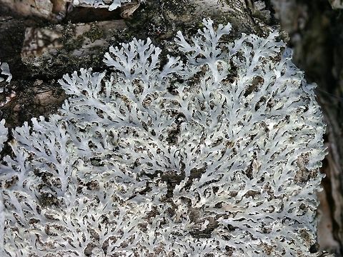 Heterodermia speciosa Heterodermia speciosa on an old Yellow Birch (Betula allegheniensis) in a conifer swamp. There was just one lichen growing about a half meter above the ground on the north side of the tree. Betula allegheniensis,Geotagged,Heterodermia speciosa,United States,Winter,Yellow Birch,conifer swamp,gray lichen,lichen
