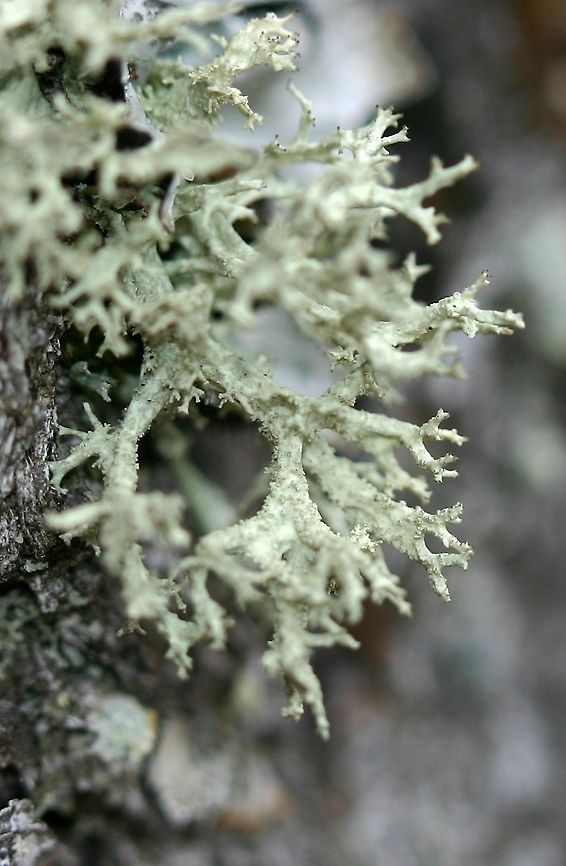Evernia mesomorpha Evernia mesomorpha on the bark of an old White Pine (Pinus strobus) tree in a field. There were many individuals of this species present from about 1 meter above the ground and higher. Boreal Oakmoss,Evernia mesomorpha,Geotagged,United States,Winter
