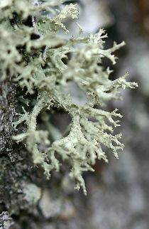 Evernia mesomorpha Evernia mesomorpha on the bark of an old White Pine (Pinus strobus) tree in a field. There were many individuals of this species present from about 1 meter above the ground and higher. Boreal Oakmoss,Evernia mesomorpha,Geotagged,United States,Winter