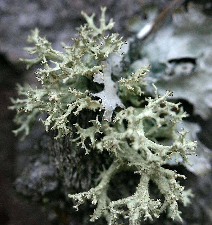 Evernia mesomorpha Evernia mesomorpha on the bark of an old White Pine (Pinus strobus) tree in a field. There were many individuals of this species present from about 1 meter above the ground and higher. Boreal Oakmoss,Evernia mesomorpha,Geotagged,Pinus strobus,United States,White Pine,Winter