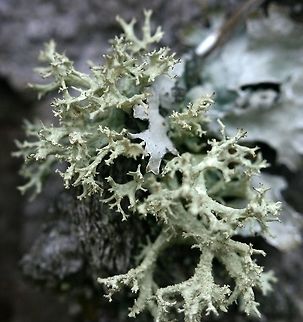 Evernia mesomorpha Evernia mesomorpha on the bark of an old White Pine (Pinus strobus) tree in a field. There were many individuals of this species present from about 1 meter above the ground and higher. Boreal Oakmoss,Evernia mesomorpha,Geotagged,Pinus strobus,United States,White Pine,Winter