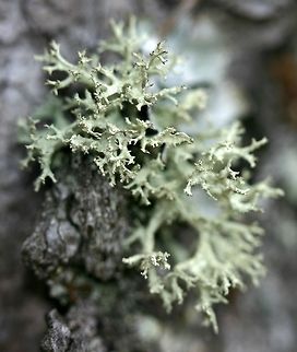 Evernia mesomorpha Evernia mesomorpha on the bark of an old White Pine (Pinus strobus) tree in a field. There were many individuals of this species present from about 1 meter above the ground and higher. Boreal Oakmoss,Evernia mesomorpha,Geotagged,United States,Winter