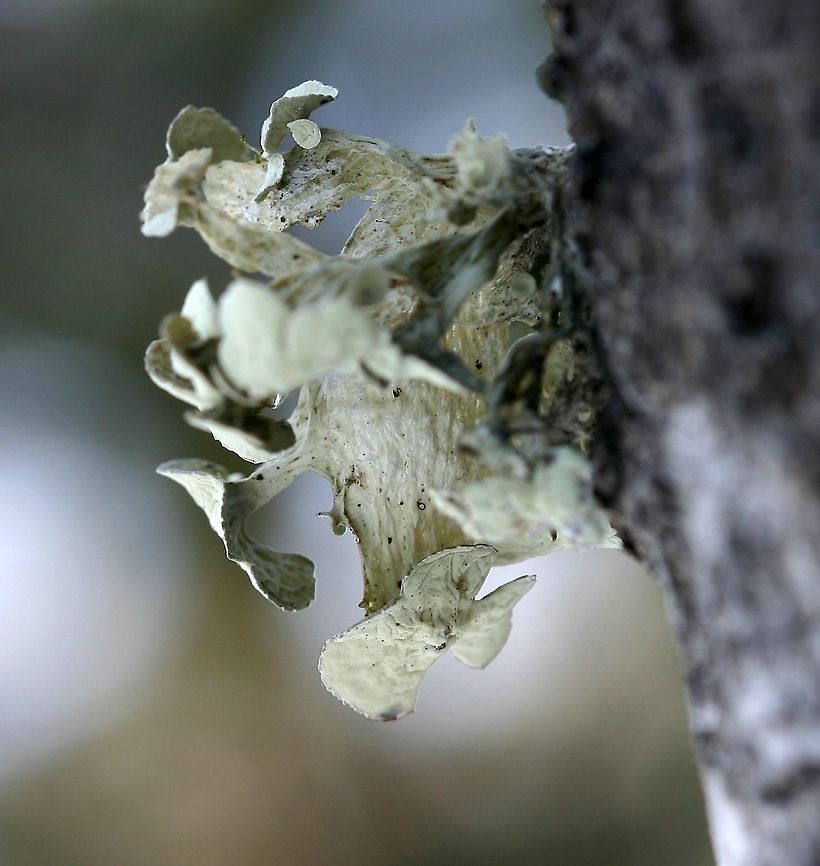 Ramalina sp. This looks a lot like Ramalina inflata except that this species is not known from the US east of the Rocky Mountains. The only other choice is Ramalina sinensis but the large apothecia seem out of place for that species. I have found lichens that key out to Ramalina sinensis not too far from where this one and several other similar ones were found.<br />
<br />
This Ramalina was growing on the north side of a Quaking Aspen (Populus tremuloides) tree almost two and a half meters above the ground at the edge of the woods. Geotagged,Ramalina,Ramalina inflata,Ramalina sinensis,United States,Winter,lichen