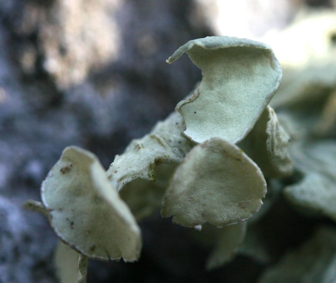 Ramalina sp. This looks a lot like Ramalina inflata except that this species is not known from the US east of the Rocky Mountains. The only other choice is Ramalina sinensis but the large apothecia seem out of place for that species. I have found lichens that key out to Ramalina sinensis not too far from where this one and several other similar ones were found.<br />
<br />
This Ramalina was growing on the north side of a Quaking Aspen (Populus tremuloides) tree almost two and a half meters above the ground at the edge of the woods. Geotagged,Ramalina,Ramalina inflata,Ramalina sinensis,Spring,United States,lichen