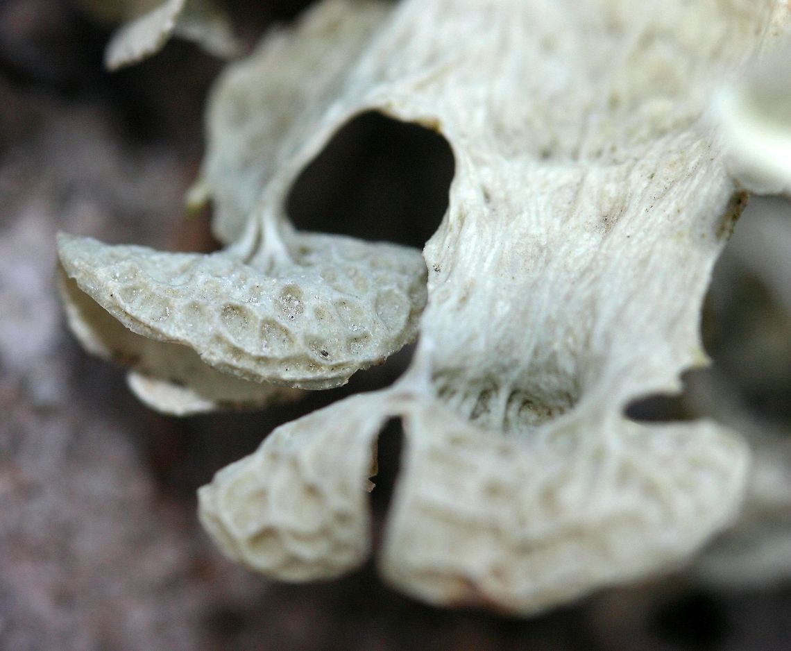 Ramalina sp. This looks a lot like Ramalina inflata except that this species is not known from the US east of the Rocky Mountains. The only other choice is Ramalina sinensis but the large apothecia seem out of place for that species. I have found lichens that key out to Ramalina sinensis not too far from where this one and several other similar ones were found.<br />
<br />
This Ramalina was growing on the north side of a Quaking Aspen (Populus tremuloides) tree almost two and a half meters above the ground at the edge of the woods. Geotagged,Ramalina,Ramalina inflata,Ramalina sinensis,Spring,United States,lichen