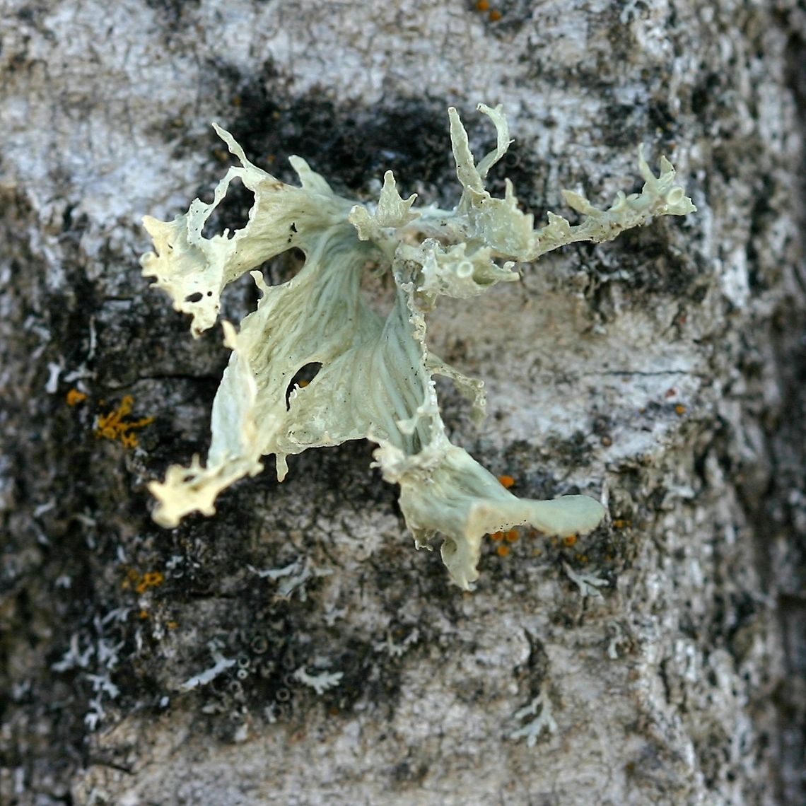 Ramalina sinensis Ramalina sinensis growing on a small diameter Balsam Poplar (Populus balsamifera) trunk about a half meter from the ground in full sun on the west side. I have found this species on other woody plants in this township: Bebb&#039;s Willow (Salix bebbiana), Honeysuckle (Lonicera tatarica), and Black Ash (Fraxinus nigra). Geotagged,Ramalina sinensis,United States,Winter