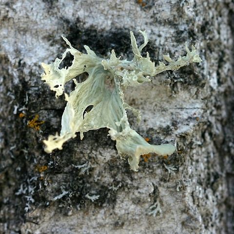 Ramalina sinensis Ramalina sinensis growing on a small diameter Balsam Poplar (Populus balsamifera) trunk about a half meter from the ground in full sun on the west side. I have found this species on other woody plants in this township: Bebb's Willow (Salix bebbiana), Honeysuckle (Lonicera tatarica), and Black Ash (Fraxinus nigra). Geotagged,Ramalina sinensis,United States,Winter