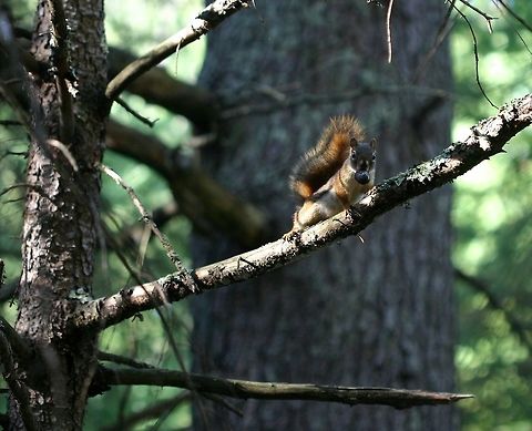 Tamiasciurus hudsonicus Tamiasciurus hudsonicus (Red Squirrel) gathering cones for winter. American red squirrel,Geotagged,Summer,Tamiasciurus hudsonicus,United States