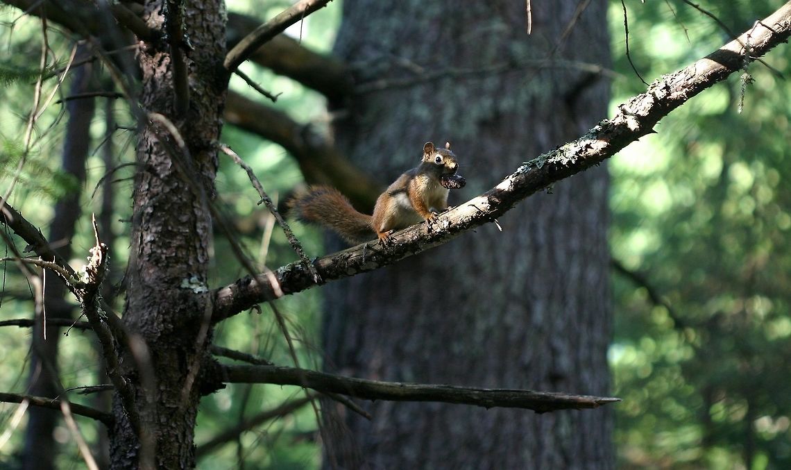 Tamiasciurus hudsonicus Tamiasciurus hudsonicus (Red Squirrel) gathering cones for winter. American red squirrel,Geotagged,Summer,Tamiasciurus hudsonicus,United States