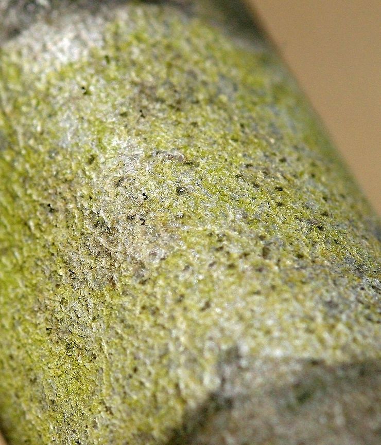 Stickpin lichen on Tag Alder A species of stickpin or whisker lichen on a Tag Alder (Alnus rugosa) stem. Full sun for at least half a day, about 1 meter above the ground, and in a wetland. I was trying to get a photo of the green crust on the alder and noticed these tiny black lichens later. There are stickpin lichens in the genus Stenocybe that grow on alders and form a thin green crust although I do not know if this is one of them. Geotagged,Spring,Stenocybe pullatula,United States,alnus rugosa,green lichen,lichen,stickpin lichen,tag alder,whisker lichen