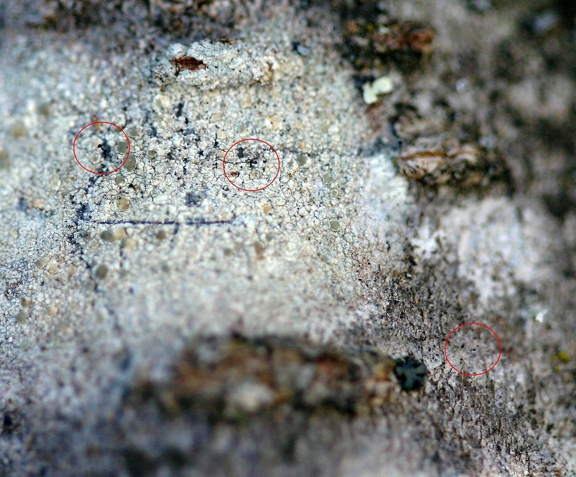 A stickpin or whisker lichen growing with another lichen This stickpin (in the red circles) is growing with or from what is probably a species of Lecanora on a small Chokecherry (Prunus virginiana) along the wetland/upland edge. The site is somewhat open and receives sunlight for about half of the day in the afternoon. Geotagged,Prunus virginiana,United States,Winter,chokecherry,lichen,stickpin lichen,wetland,whisker lichen