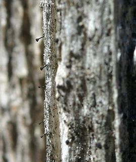 Stickpin lichens on an old decorticated Balsam Fir stump Stickpin lichens on an old decorticated Balsam Fir (Abies balsamea) stump. Full sun from about 10 AM onward. It might be a species of Calicium, Mycocalicium, or Phaeocalicium. Abies balsamea,Balsam Fir,Calicium,Geotagged,Mycocalicium,Phaeocalicium,Spring,United States,lichens,stickpin lichens,whisker lichens