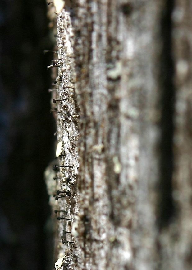 Stickpin lichens on an old decorticated Balsam Fir stump Stickpin lichens on an old decorticated Balsam Fir (Abies balsamea) stump. Full sun from about 10 AM onward. It might be a species of Calicium, Mycocalicium, or Phaeocalicium. Abies balsamea,Balsam Fir,Calicium,Geotagged,Mycocalicium,Phaeocalicium,Spring,United States,lichens,stickpin lichens,whisker lichens