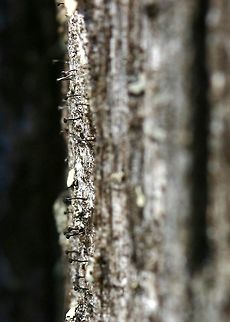 Stickpin lichens on an old decorticated Balsam Fir stump Stickpin lichens on an old decorticated Balsam Fir (Abies balsamea) stump. Full sun from about 10 AM onward. It might be a species of Calicium, Mycocalicium, or Phaeocalicium. Abies balsamea,Balsam Fir,Calicium,Geotagged,Mycocalicium,Phaeocalicium,Spring,United States,lichens,stickpin lichens,whisker lichens
