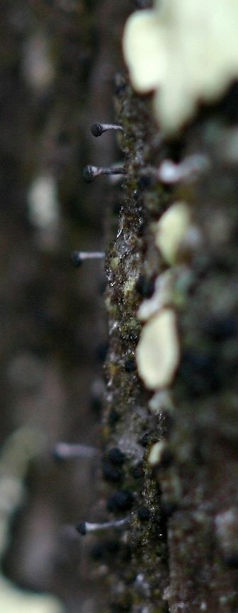 Stickpin lichens on an old decorticated Balsam Fir stump Stickpin lichens on an old decorticated Balsam Fir (Abies balsamea) stump. Full sun from about 10 AM onward. It might be a species of Caliciumor Phaeocalicium. Abies balsamea,Calicium,Geotagged,Phaeocalicium,Spring,United States,balsam fir,lichens,stickpin lichens,whisker lichens