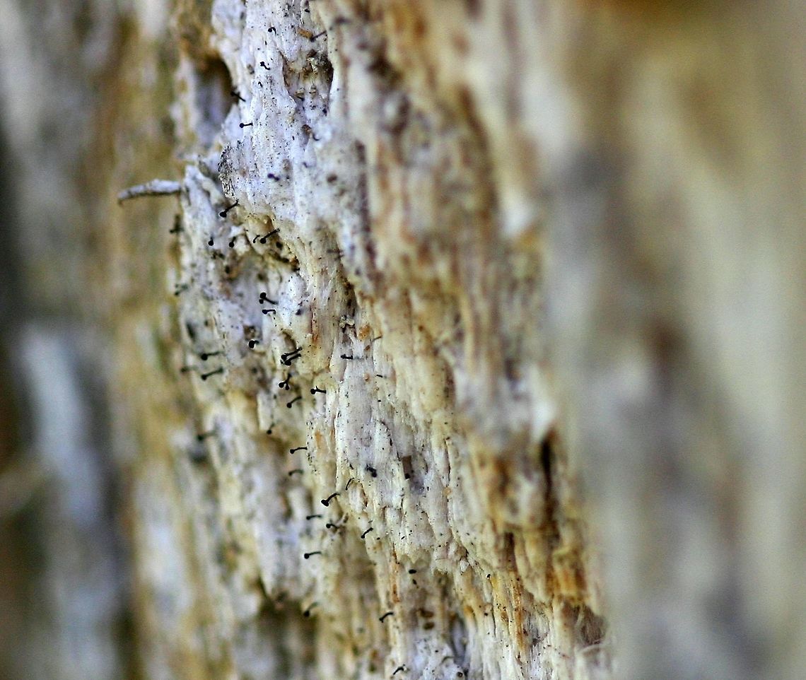 Stickpin Lichens on an old decorticated White Pine stump Stickpin Lichens on an old decorticated White Pine (Pinus strobus) stump in full sun although the lichens tended to grow in crevices. May be a species of Calicium or Mycocalicium. Calicium,Fall,Geotagged,Mycocalicium,Pinus strobus,United States,lichens,stickpin lichens,whisker lichens,white pine