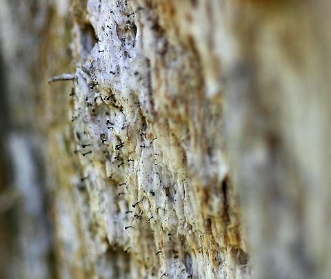 Stickpin Lichens on an old decorticated White Pine stump Stickpin Lichens on an old decorticated White Pine (Pinus strobus) stump in full sun although the lichens tended to grow in crevices. May be a species of Calicium or Mycocalicium. Calicium,Fall,Geotagged,Mycocalicium,Pinus strobus,United States,lichens,stickpin lichens,whisker lichens,white pine