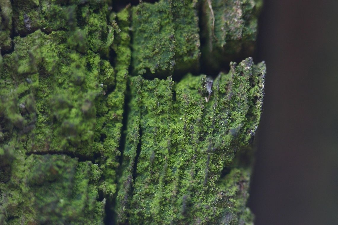Chrysothrix candelaris (?) Possibly Chrysothrix candelaris. Found on the end of an old timber at the corner of a barn that is dry much of the time but does get soggy after heavy rains. This specimen is damp. The substrate is some species of pine. Chrysothrix candelaris,Geotagged,Spring,United States,barn,crustose lichen,lichen,old wood,pine,yellow-green lichen