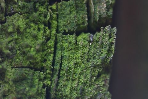 Chrysothrix candelaris (?) Possibly Chrysothrix candelaris. Found on the end of an old timber at the corner of a barn that is dry much of the time but does get soggy after heavy rains. This specimen is damp. The substrate is some species of pine. Chrysothrix candelaris,Geotagged,Spring,United States,barn,crustose lichen,lichen,old wood,pine,yellow-green lichen