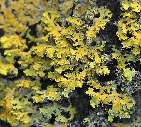 Candelaria concolor As far as I have been able to determine this is Candelaria concolor. Growing on the trunk of a large Cottonwood (Populus deltoides). Candelaria concolor,Geotagged,Populus deltoides,Spring,United States,cottonwood,lichen,yellow lichen