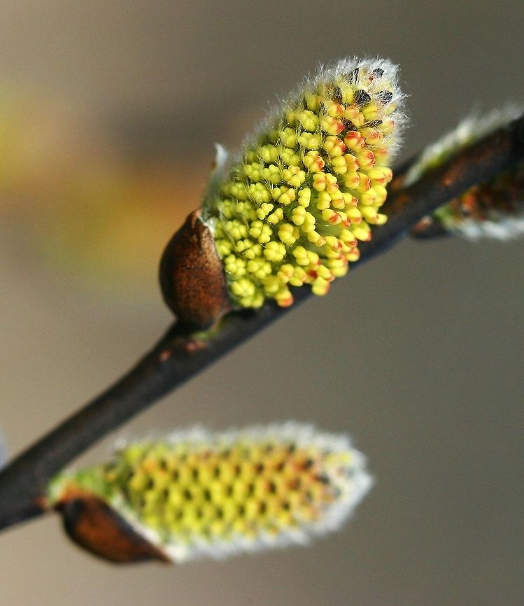Salix petiolaris staminate catkins Salix petiolaris (Meadow Willow) staminate catkins with yellow anthers tinted red and almost ready to dehisce. From a large shrub in a shrub carr/sedge meadow wetland. Geotagged,Salix,Salix petiolaris,Spring,United States,catkins,meadow willow,shrub carr,staminate catkins,wetland,wetlands,willow