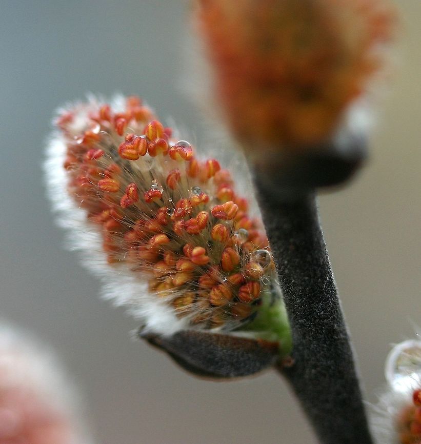 Salix humilis var. humilis staminate catkin Salix humilis var. humilis (Prairie Willow) staminate catkin with red anthers almost ready to dehisce. This shrub was planted in an old sand pit. The original plants from which cuttings were taken grew on a slate outcrop. Geotagged,Prairie Willow,Salix,Salix humilis,Salix humilis var. humilis,Spring,United States,anthers,catkin,prairie willow,willow
