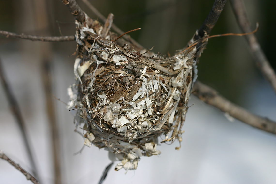 A bird nest in a willow Possibly the nest of a Red-eyed Vireo (Vireo olivaceus) <a href="https://northernwoodlands.org/articles/article/which-bird-made-that-nest" rel="nofollow">https://northernwoodlands.org/articles/article/which-bird-made-that-nest</a>. It was built at the edge of a grove of trees in the fork of a Meadow Willow (Salix petiolaris) about a meter and a half from the ground. Nest materials are Paper Birch (Betula papyrifera) bark strips, some roots, and the broad leaves of Sedge (Carex spp.). Geotagged,Red-eyed Vireo,Salix petiolaris,Spring,United States,Vireo olivaceus,birch bark,bird nest,signs of wildlife,willow
