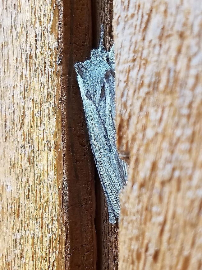 First moth of the season: Lithophane fagina Lithophane fagina (Hoary Pinion). First moth of the season. Temperatures reached 60 degrees F yesterday and only dropped to the upper 30s last night. This moth was at my porch light and remained until day. Geotagged,Hoary Pinion,Lithophane fagina,Spring,United States,early spring moth,gray moth