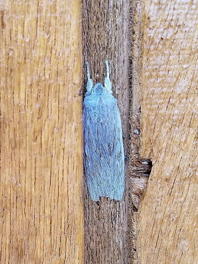 First moth of the season: Lithophane fagina Lithophane fagina (Hoary Pinion). First moth of the season. Temperatures reached 60 degrees F yesterday and only dropped to the upper 30s last night. This moth was at my porch light and remained until day. Geotagged,Hoary Pinion,Lithophane fagina,Spring,United States,early spring moth,gray moth