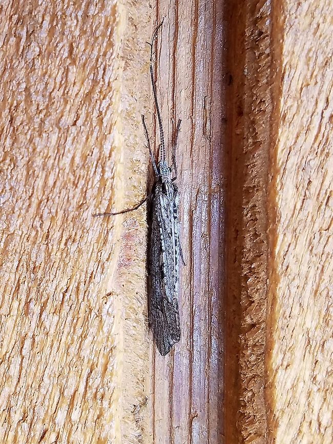 First caddisfly of the season: Glyphopsyche irrorata Glyphopsyche irrorata, a northern caddisfly. This is the earliest date so far that I have for this species appearance the previous one being April 25. Geotagged,Glyphopsyche irrorata,Limnephilidae,Spring,Trichoptera,United States,caddisfly,northern caddisfly,rare species