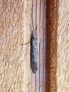 First caddisfly of the season: Glyphopsyche irrorata Glyphopsyche irrorata, a northern caddisfly. This is the earliest date so far that I have for this species appearance the previous one being April 25. Geotagged,Glyphopsyche irrorata,Limnephilidae,Spring,Trichoptera,United States,caddisfly,northern caddisfly,rare species