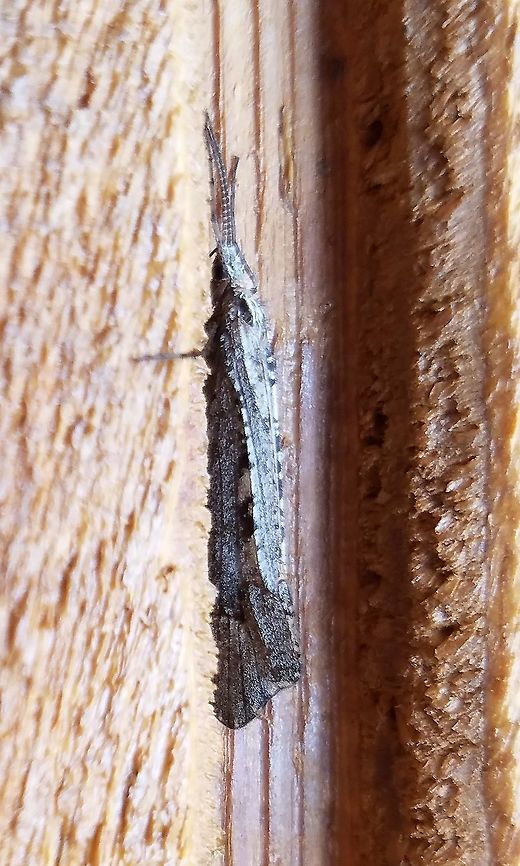 First caddisfly of the season: Glyphopsyche irrorata Glyphopsyche irrorata, a northern caddisfly. This is the earliest date so far that I have for this species appearance the previous one being April 25. Geotagged,Glyphopsyche irrorata,Limnephilidae,Spring,Trichoptera,United States,caddisfly,northern caddisfly,rare species