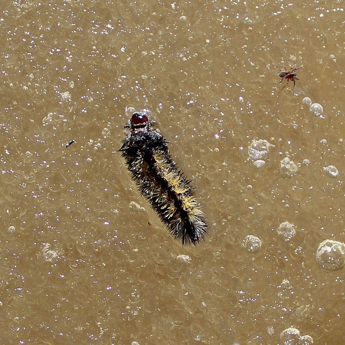 Ctenucha virginica larva Ctenucha virginica larva on the ice in a temporarily flooded pool. I did rescue this insect and several of its cohorts and placed them on dry ground in the sun. Ctenucha virginica,Ctenucha virginica larva,Geotagged,Spring,United States,Virginia Ctenucha,moth caterpillar
