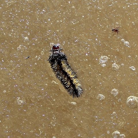 Ctenucha virginica larva Ctenucha virginica larva on the ice in a temporarily flooded pool. I did rescue this insect and several of its cohorts and placed them on dry ground in the sun. Ctenucha virginica,Ctenucha virginica larva,Geotagged,Spring,United States,Virginia Ctenucha,moth caterpillar