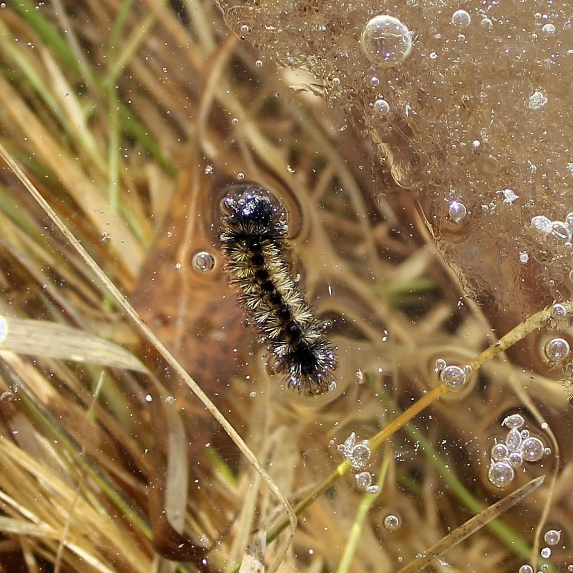 Ctenucha virginica larva Ctenucha virginica larva in a temporarily flooded pool. I did rescue this insect and several of its cohorts and placed them on dry ground in the sun. Ctenucha virginica,Ctenucha virginica larva,Geotagged,Spring,United States,Virginia Ctenucha,caterpillar,moth larva