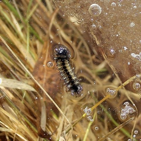 Ctenucha virginica larva Ctenucha virginica larva in a temporarily flooded pool. I did rescue this insect and several of its cohorts and placed them on dry ground in the sun. Ctenucha virginica,Ctenucha virginica larva,Geotagged,Spring,United States,Virginia Ctenucha,caterpillar,moth larva