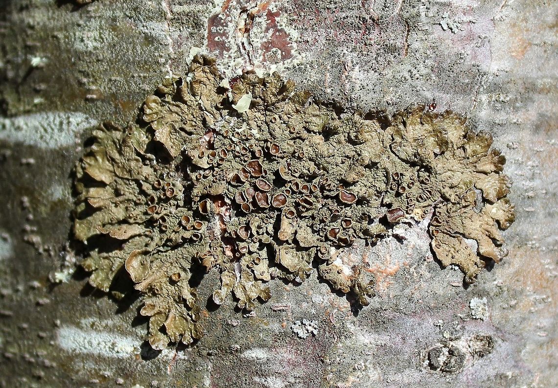 Melanohalea subolivacea Melanohalea subolivacea on the trunk of a young White Pine (Pinus strobus) in a sunny field. Geotagged,Melanohalea subolivacea,Spring,United States