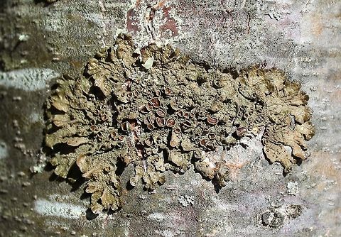 Melanohalea subolivacea Melanohalea subolivacea on the trunk of a young White Pine (Pinus strobus) in a sunny field. Geotagged,Melanohalea subolivacea,Spring,United States