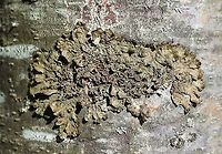 Melanohalea subolivacea Melanohalea subolivacea on the trunk of a young White Pine (Pinus strobus) in a sunny field. Geotagged,Melanohalea subolivacea,Spring,United States