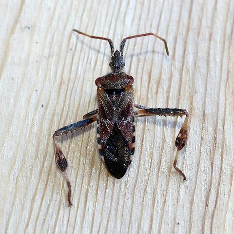 Leptoglossus occidentalis Leptoglossus occidentalis that came out of hibernation too early and froze. Geotagged,Leptoglossus occidentalis,Spring,United States,Western conifer seed bug
