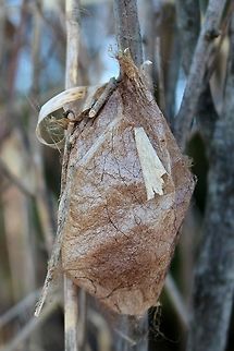 Antheraea polyphemus Antheraea polyphemus cocoon hanging on the twigs of Meadowsweet (Spiraea alba) in a grassy area between a windbreak and shrub carr/sedge meadow. Potential host plants nearby include Chokecherry (Prunus virginiana), Canada Plum (Prunus nigra), and Bay Willow (Salix pentandra). Antheraea polyphemus,Antheraea polyphemus cocoon,Geotagged,Polyphemus moth,Spring,United States,cocoon,moth cocoon