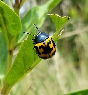 Labidomera clivicollis Labidomera clivicollis Milkweed Leaf Beetle) feeding on leaves of Red Milkweed (Asclepias incarnata). Asclepias incarnata,Geotagged,Labidomera clivicollis,Milkweed leaf beetle,Red Milkweed,Summer,United States