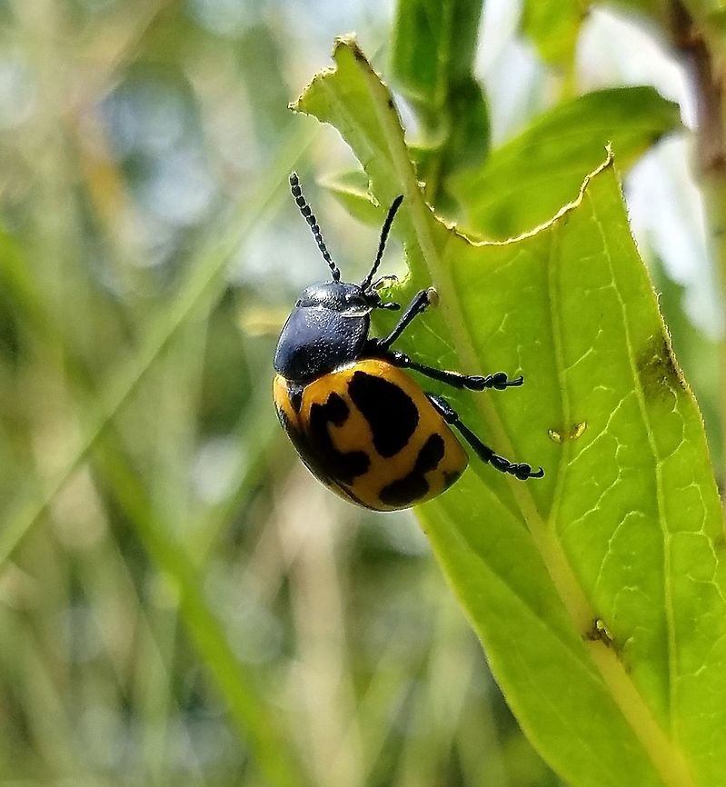Labidomera clivicollis Labidomera clivicollis Milkweed Leaf Beetle) feeding on leaves of Red Milkweed (Asclepias incarnata). Asclepias incarnata,Geotagged,Labidomera clivicollis,Milkweed leaf beetle,Red Milkweed,Summer,United States