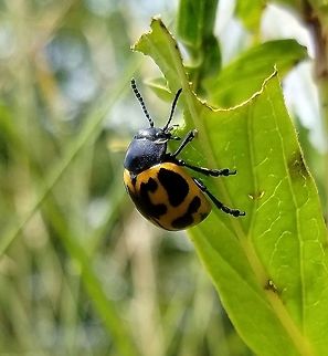 Labidomera clivicollis Labidomera clivicollis Milkweed Leaf Beetle) feeding on leaves of Red Milkweed (Asclepias incarnata). Asclepias incarnata,Geotagged,Labidomera clivicollis,Milkweed leaf beetle,Red Milkweed,Summer,United States