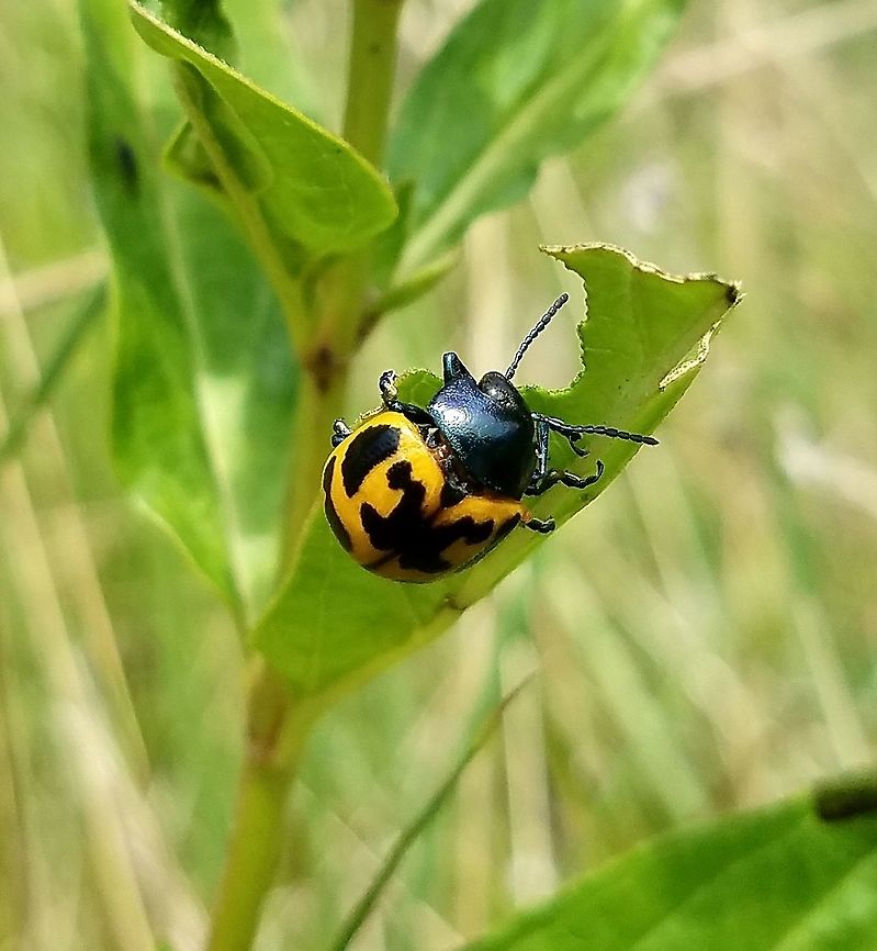 Labidomera clivicollis Labidomera clivicollis Milkweed Leaf Beetle) feeding on leaves of Red Milkweed (Asclepias incarnata). Asclepias incarnata,Geotagged,Labidomera clivicollis,Milkweed leaf beetle,Red Milkweed,Summer,United States